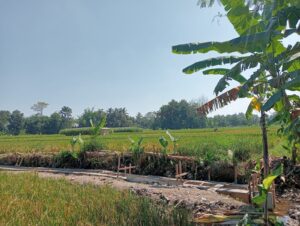 Dana Desa 2025 Dialokasikan untuk Irigasi, Petani Mriyan Sambut Gembira