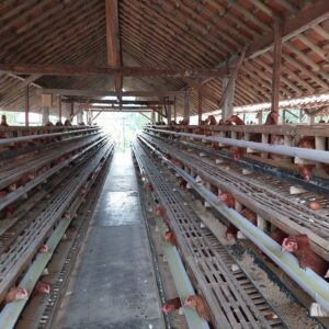 Unit Usaha Ternak Ayam Petelur BUMKal Usaha Mulia: Dorong Kemandirian Ekonomi Kalurahan Margomulyo